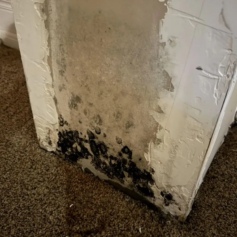 Professional Mold Removal in Woodbury County, IA